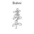 Brahmi Bacopa monnieri or waterhyssop Royalty Free Stock Photo