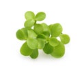 Brahmi herb isolated Royalty Free Stock Photo