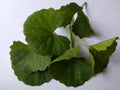 Brahmi leaves isolated over white background