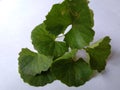 Brahmi leaves isolated over white background