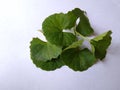 Brahmi leaves isolated over white background