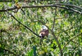 Brahmin Eagle