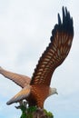 Brahmin kite, Kuah, Langkawi, Malaysia