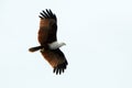 Brahmin kite, Langkawi, Malaysia Royalty Free Stock Photo