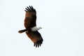 Brahmin kite, Langkawi, Malaysia