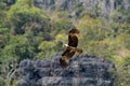 Brahmin kite, Langkawi, Malaysia