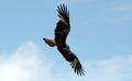 Brahmin kite, Langkawi, Malaysia