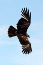 Brahmin kite, Langkawi, Malaysia