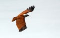 Brahmin kite, Langkawi, Malaysia