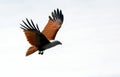 Brahmin kite, Langkawi, Malaysia