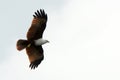 Brahmin kite, Langkawi, Malaysia