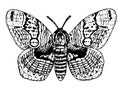 Brahmin moth drawing