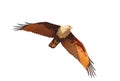 Brahmini kite in flight with open wings Royalty Free Stock Photo