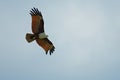 Brahmini kite flying in the sky. Royalty Free Stock Photo