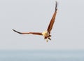 Brahmini kite with fish Royalty Free Stock Photo