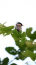 Brahmini starling Royalty Free Stock Photo