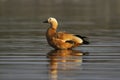 Brahminy duck, Bhigvan, Pune, Maharashtra, India Royalty Free Stock Photo