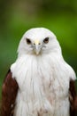 Brahminy Kite 01