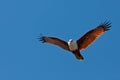 Brahminy Kite