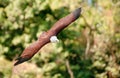 Brahminy Kite Royalty Free Stock Photo