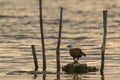 Brahminy kite in Arugam bay lagoon, Sri Lanka Royalty Free Stock Photo