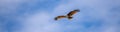 Brahminy Kite bird in flight, medium size raptor found in Sri Lanka Royalty Free Stock Photo