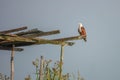 Brahminy Kite Bird Haliastur indus in Nature at Thale Noi Waterfowl Reserve Lake, Thailand