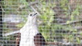 Brahminy kite or brown hawk, falcon or white head eagle in a cage