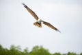 Brahminy Kite Eagle