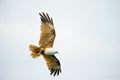 Brahminy Kite Eagle Royalty Free Stock Photo