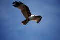 Brahminy Kite in Flight