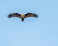 A Brahminy kite flying Royalty Free Stock Photo