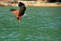 Brahminy Kite flying, Langkawi island, Malaysia Royalty Free Stock Photo