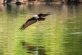 Brahminy kite flying over the water