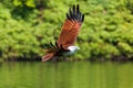 Brahminy kite flying over the water