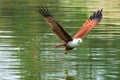 Brahminy kite flying over the water