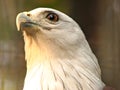 Brahminy Kite - Haliastur Indus