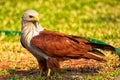 Brahminy Kite (Haliastur indus) Royalty Free Stock Photo