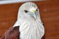 Brahminy Kite Head Closeup Royalty Free Stock Photo