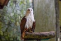 Brahminy kite (Haliastur indus), also known as the red-backed sea-eagle in Malaysia