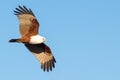 Brahminy Kite (Haliastur indus) in flight