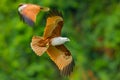 Brahminy kite(Haliastur indus)