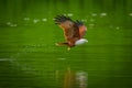 Brahminy kite(Haliastur indus)