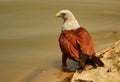 Brahminy Kite, Haliastur indus, Lalbagh, Bangalore, Karnataka, India