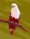 Brahminy Kite Haliastur Indus or Red-Backed Sea-Eagle Perching on Branch Front View WPA Art