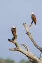 Brahminy kite isolated in blue sky, Sri Lanka