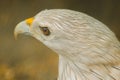 Brahminy Kite in a cage looking Royalty Free Stock Photo