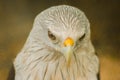 Brahminy Kite in a cage looking Royalty Free Stock Photo