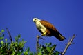 Brahminy kite in Muthurajawala