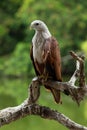 Brahminy Kite perching on a perch Royalty Free Stock Photo